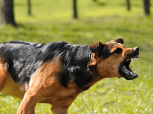 Who's responsible for a dog bite injury in Iowa?