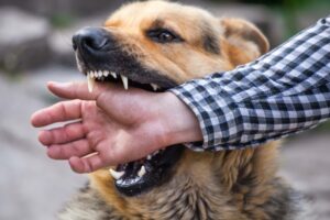 Angry dog in Iowa biting a man